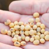 Human-Consumption-Grade-Soybeans